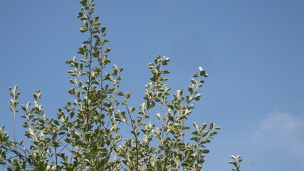 Tree branches under blue sky