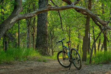 invitation to biking - a hybrid bike with kickstand, frame bag and cycling computer on a forest trail summer scenery