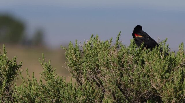 Male Red-winged Blackbird sings in a closeup shot with sound