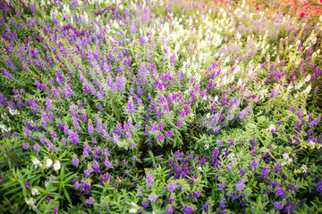 Colorful flowers in the garden with morning sunlight