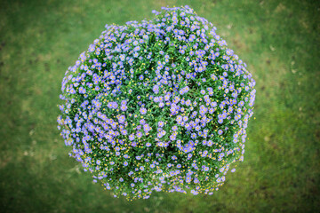 Colorful flowers in the garden with morning sunlight