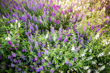 Naklejka premium Colorful flowers in the garden with morning sunlight