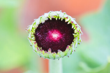 Beautiful bud of gerbera flower