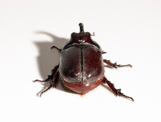 European rhinoceros beetle (Oryctes nasicornis) is a large flying beetle belonging to the subfamily...