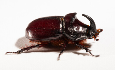 European rhinoceros beetle (Oryctes nasicornis) is a large flying beetle belonging to the subfamily...
