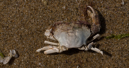 Liocarcinus depurator (Portunus plicatus), sometimes called the harbour crab, or sandy swimming...