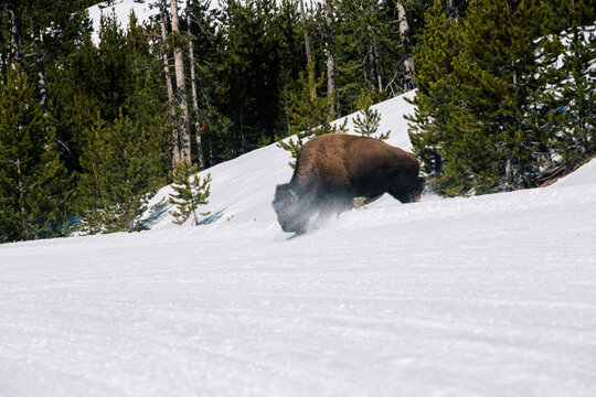 buffalo in snow