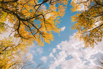 autumn leaves in the sky