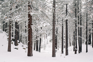 snow covered trees