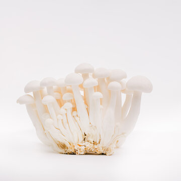 mushrooms isolated on white