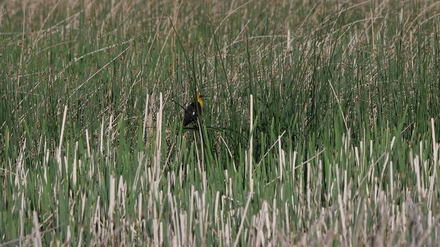 Male Yellow-headed Blackbird flies in a cattail marsh