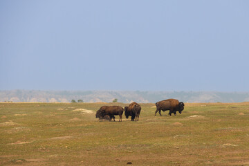 Bison herd at Theodore Roosevelt National Park, North Dakota