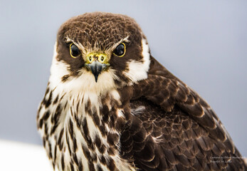 portrait of a falcon