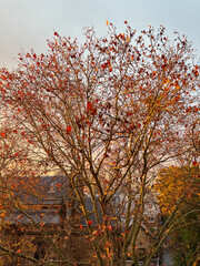 Autumn leaves on tree branches under the warm sunlight.