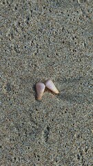 Shells on the beach