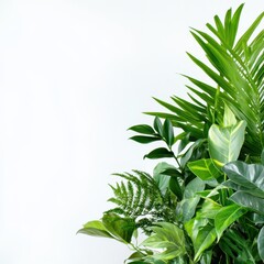 Diverse green plants arranged in a bright setting