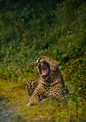 leopard in the grass