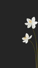 Two white flowers growing on dark background