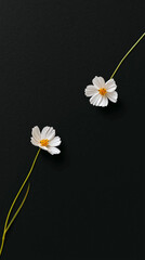 Two white cosmos flowers lying on a black background