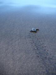Newborn baby turtle on the beach, walking to the ocean. Selective focus.