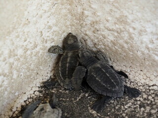 Newborn baby sea turtles coming out of the hole in the wall.