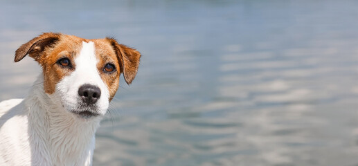 Wet jack russell terrier emerging from the rippling water surface on a bright, sunny day, showcasing playful energy and joy while enjoying a refreshing swim in the outdoors