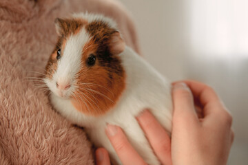 Woman gently cradling a guinea pig in her hands captures a heartwarming moment of companionship, showcasing the deep bond and affection shared between human and pet