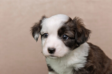 Studio portrait of a cute cardigan welsh corgi puppy sitting on a seamless beige background,...