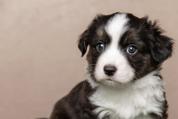 Studio portrait of a cute cardigan welsh corgi puppy sitting on a seamless beige background, showcasing the breed's distinctive markings and endearing expression