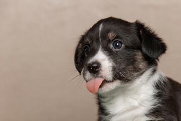 Playful cardigan welsh corgi puppy sticking out its tongue, showcasing its adorable charm against a...