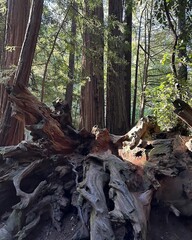 Exposed Redwood Tree Roots in Dense Forest