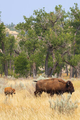 Bison and calf at Theodore Roosevelt National Park, North Dakota