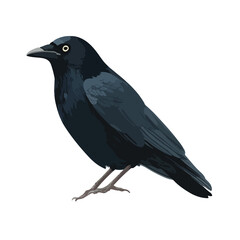 Obraz premium vector illustration of crow isolated in White Background, crow vector