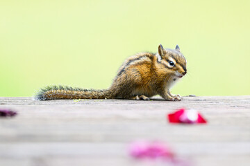 Chipmunk viewed at eye level with tail extended
