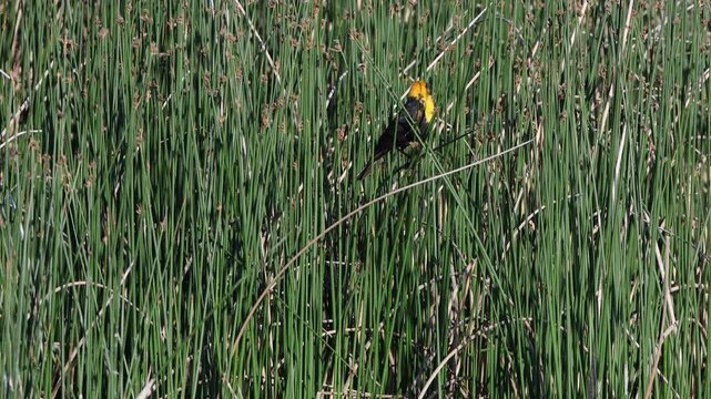Male Yellow-headed Blackbird sings and flies away in a cattail marsh, with sound