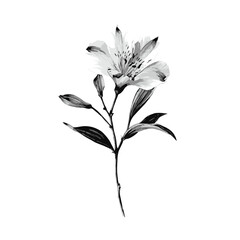 Black and white floral vector illustration isolated on white background