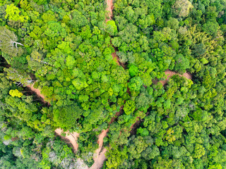 High angle view mountains rainforest green background