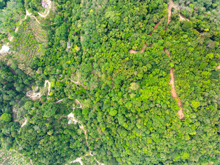 High angle view mountains rainforest green background