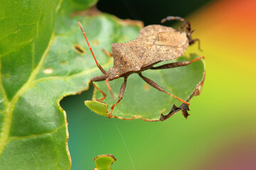 the insect Coreus marginatus on a rhubarb leaf