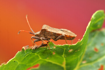 the insect Coreus marginatus on a rhubarb leaf