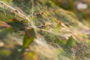 低木に張られた蜘蛛の巣が朝日に輝く02