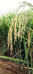 A row of rice grains that have turned golden yellow and are ready to be harvested.