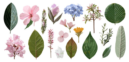 A collection of various leaves and flowers in vector format isolated on white background