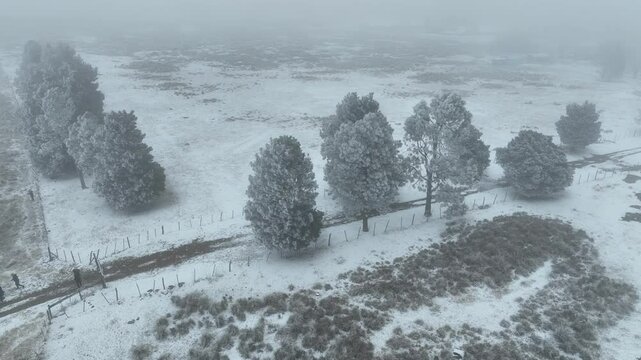 ARBOLES