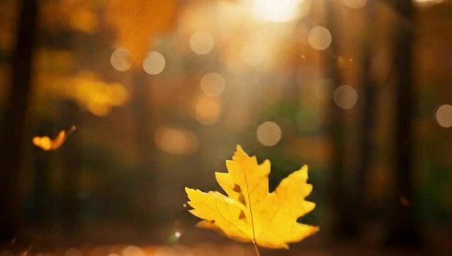 Autumn leaves falling background video for seasonal projects and fall themed presentations