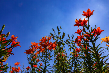 百合の花