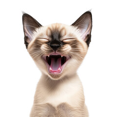 Lovely cute smiling kitten transparent background