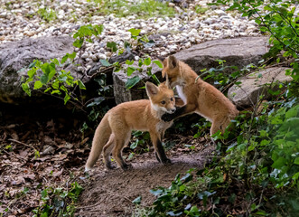 A pair of Red Fox kits at play.