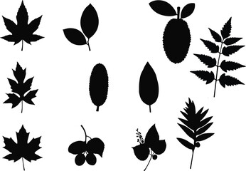 Fototapeta premium Various botanical silhouettes including leaves and fruit leaf nature