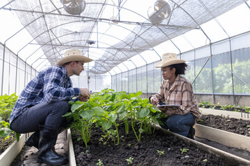 Gardener inspects and records quality of green lettuce in greenhouse cultivation. Horticulture...